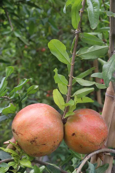 Pomegranate on plant in farm for harvest are cash crops. have antioxidants that can help protect the health of your heart, kidneys, gut microbiome, Alzheimer's disease, Parkinson's disease