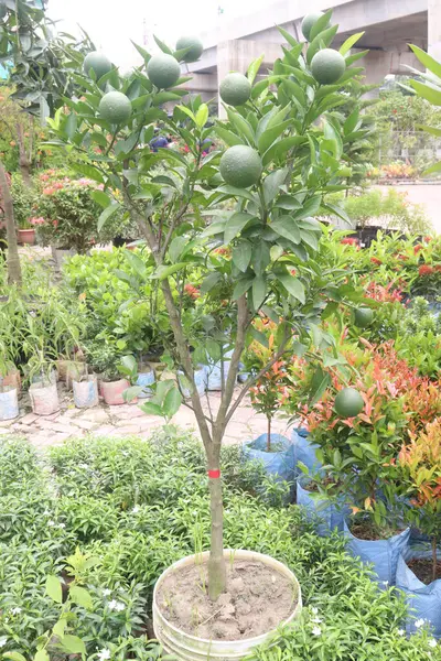 Çiftlikteki ağaçta satılan makropteralar nakit mahsuldür. Antioksidan, polifenol, flavonoid, tanin, protein içerir.