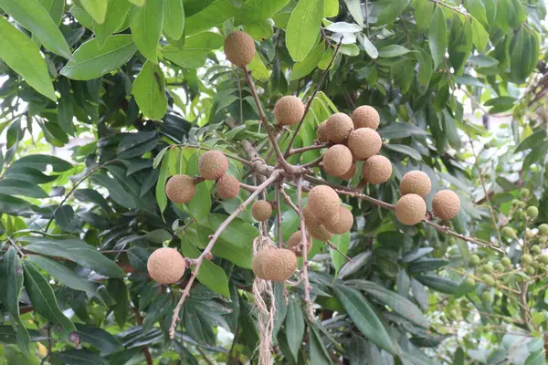 Tarlada hasat için ağaçtaki Longan meyvesi nakit mahsulüdür.