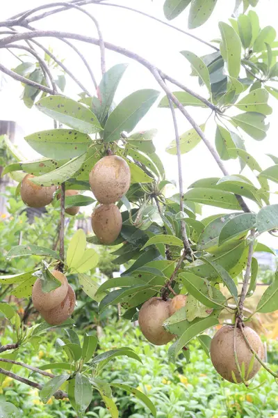 Çiftlikteki ağaçtaki sapodilla, hasat için nakit mahsuldür. Beslenme lifleri var. Lifler bağırsak sağlığını geliştirir. Ayrıca kendini daha uzun süre dolu hissetmeni ve kan şekerini kontrol etmeni sağlar.