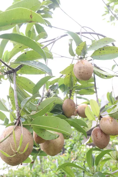 Çiftlikteki ağaçtaki sapodilla, hasat için nakit mahsuldür. Beslenme lifleri var. Lifler bağırsak sağlığını geliştirir. Ayrıca kendini daha uzun süre dolu hissetmeni ve kan şekerini kontrol etmeni sağlar.
