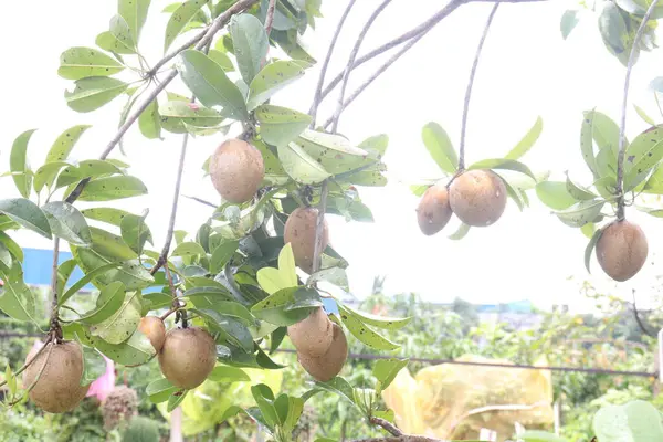 Çiftlikteki ağaçtaki sapodilla, hasat için nakit mahsuldür. Beslenme lifleri var. Lifler bağırsak sağlığını geliştirir. Ayrıca kendini daha uzun süre dolu hissetmeni ve kan şekerini kontrol etmeni sağlar.