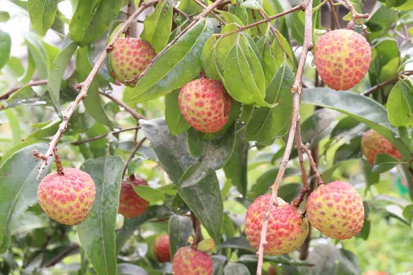 Çiftlikte satılacak liçi bitkisi nakit mahsulü.