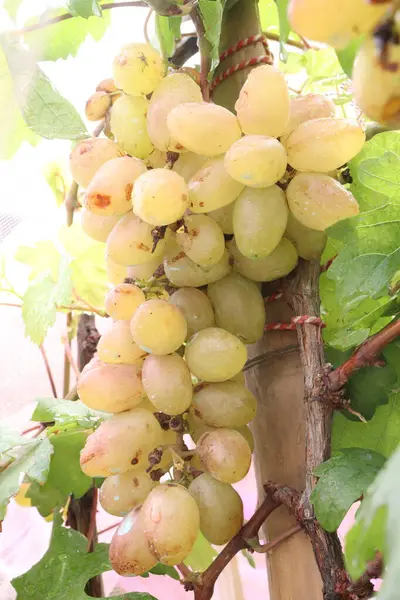 Çiftlikteki ağaçtaki lezzetli ve sağlıklı üzüm hasadı nakit mahsulüdür.