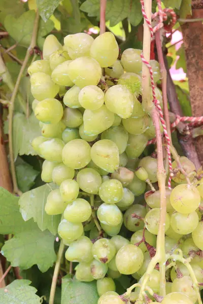 Çiftlikteki ağaçtaki lezzetli ve sağlıklı üzüm hasadı nakit mahsulüdür.