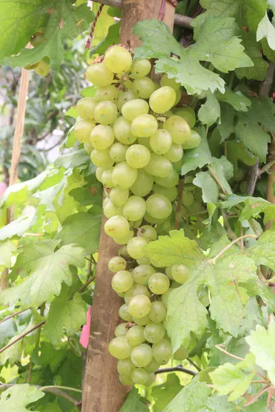 Çiftlikteki ağaçtaki lezzetli ve sağlıklı üzüm hasadı nakit mahsulüdür.
