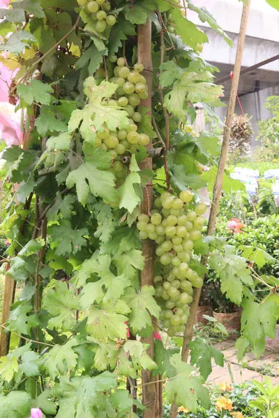 Çiftlikteki ağaçtaki lezzetli ve sağlıklı üzüm hasadı nakit mahsulüdür.