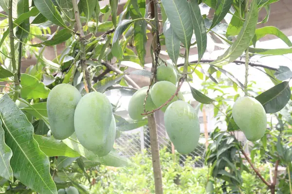Çiftlikteki ağaçta satılan mangolar nakit mahsullerdir. Magnezyum, potasyum, her ikisi de düşük kan basıncına bağlı. Düzenli bir nabız. Kalbindeki iltihabı azaltmak için mangimin verin.