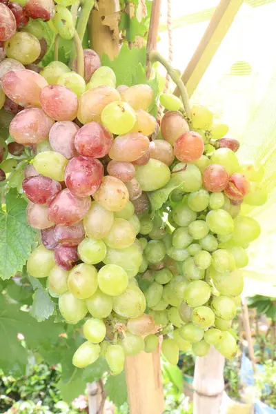 Çiftlikteki ağaçtaki lezzetli ve sağlıklı üzüm hasadı nakit mahsulüdür.