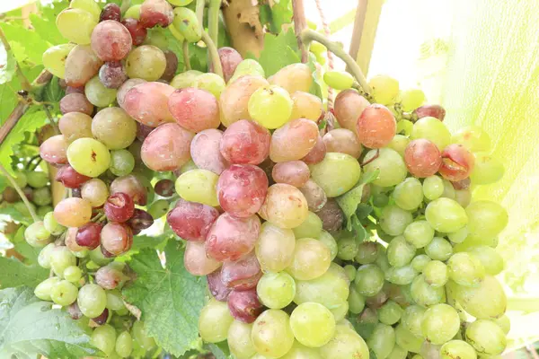 Çiftlikteki ağaçtaki lezzetli ve sağlıklı üzüm hasadı nakit mahsulüdür.