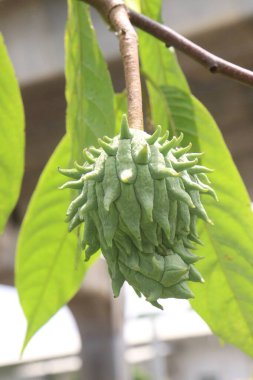 Annona mukoza meyvesi çiftlikte hasat için nakit mahsuldür.