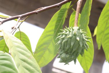Annona mukoza meyvesi çiftlikte hasat için nakit mahsuldür.