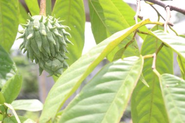 Annona mukoza meyvesi çiftlikte hasat için nakit mahsuldür.