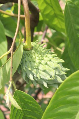 Annona mukoza meyvesi çiftlikte hasat için nakit mahsuldür.