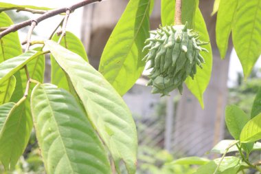 Annona mukoza meyvesi çiftlikte hasat için nakit mahsuldür.