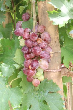 Çiftlikteki ağaçtaki lezzetli ve sağlıklı üzüm hasadı nakit mahsulüdür.