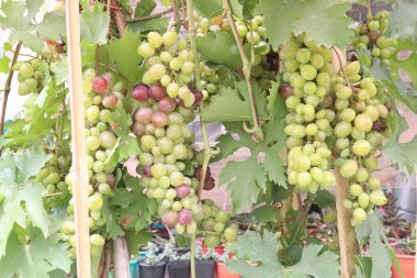 Çiftlikteki ağaçtaki lezzetli ve sağlıklı üzüm hasadı nakit mahsulüdür.