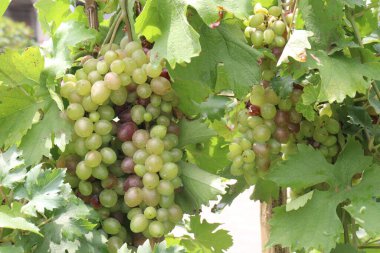 Çiftlikteki ağaçtaki lezzetli ve sağlıklı üzüm hasadı nakit mahsulüdür.