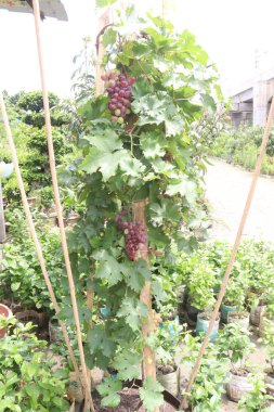 Çiftlikteki ağaçtaki lezzetli ve sağlıklı üzüm hasadı nakit mahsulüdür.