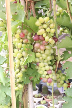 Çiftlikteki ağaçtaki lezzetli ve sağlıklı üzüm hasadı nakit mahsulüdür.