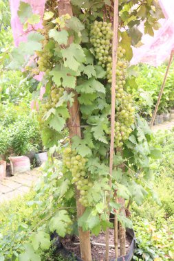 Çiftlikteki ağaçtaki lezzetli ve sağlıklı üzüm hasadı nakit mahsulüdür.