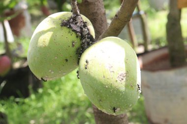Çiftlikteki ağaçta satılan mangolar nakit mahsullerdir. Magnezyum, potasyum, her ikisi de düşük kan basıncına bağlı. Düzenli bir nabız. Kalbindeki iltihabı azaltmak için mangimin verin.