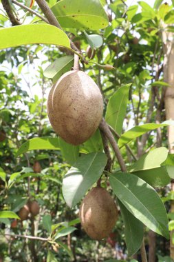 Çiftlikteki ağaçtaki sapodilla, hasat için nakit mahsuldür. Beslenme lifleri var. Lifler bağırsak sağlığını geliştirir. Ayrıca kendini daha uzun süre dolu hissetmeni ve kan şekerini kontrol etmeni sağlar.