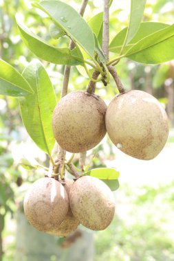 Çiftlikteki ağaçtaki sapodilla, hasat için nakit mahsuldür. Beslenme lifleri var. Lifler bağırsak sağlığını geliştirir. Ayrıca kendini daha uzun süre dolu hissetmeni ve kan şekerini kontrol etmeni sağlar.