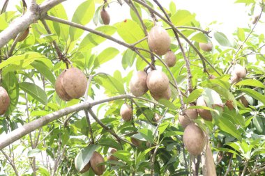 Çiftlikteki ağaçtaki sapodilla, hasat için nakit mahsuldür. Beslenme lifleri var. Lifler bağırsak sağlığını geliştirir. Ayrıca kendini daha uzun süre dolu hissetmeni ve kan şekerini kontrol etmeni sağlar.