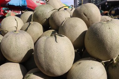 Çiftlikteki hidrofonik sistemdeki kavun ağacı bitkisi hasat için nakit mahsuldür.