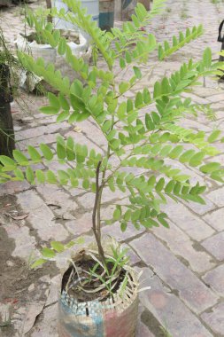 Java Cassia ya da Pembe Duş çiçeği bitkisi olarak da bilinen Cassia javanica, fidanlıkta satışta nakit mahsuldür. Süslü, tıbbi. Kabızlık, kolik, kloroz, idrar bozuklukları tedavisi.