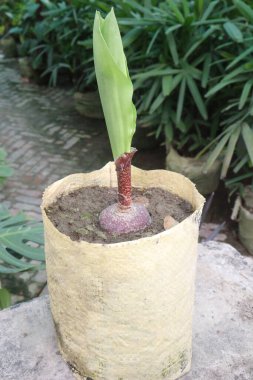 Çocuk odasındaki haemanthus bitkisi satılık nakit mahsulleri. Ampulü ateş, baş ağrısı gibi hastalıklara iyi gelir. Tedavi yeteneği mantar önleyici antibakteriyel özelliklere sahip alkaloidlerden kaynaklanıyor.