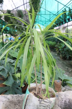 Dracena Anita yaprağı süs bitkisi satışı için nakit mahsuller. İstilacı değil. Yavaş büyür, kolayca yetiştirilir. Havayı temizleyen özellikleri, havadaki toksinleri temizler.