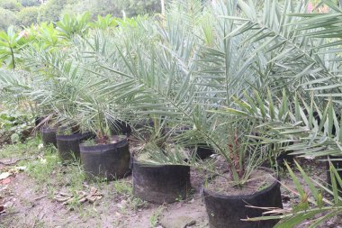 Pygmy date palm on farm for harvest are cash crops. Versatile and elegant, ideal for indoor outdoor decor. Low maintenance, perfect for beginners. Natural air purifier, enhanced indoor air quality