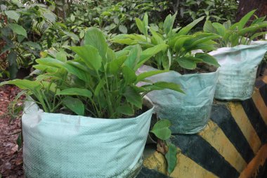 Maranta Arundinacea tarlada arararot ağacı olarak da bilinir.