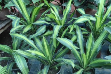 Çiftlikteki Dracaena Limonlu Yaprak Bitkisi nakit mahsulü. Hava temizleyiciyi çalıştırabilir. Nemi artırır. İçerideki kirliliği azaltır, kuru klima açar. Su buharı yayar.