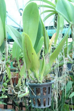  Brassolaelio Cattleya çiçek bitkisi fidanlıkta asılı vaziyette satılıyor. Nakit ekinler var.