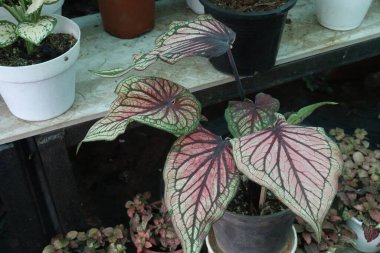 Caladium bicolor Tayland Yaprağı Bitkisi fidanlıkta satılıyor Nakit ekinler