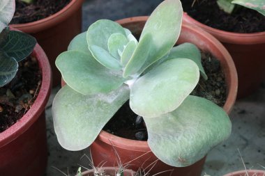 Kalanchoe thyrsiflora yaprağı ve fidanlıkta ot satılan bitkiler nakit mahsulleridir.