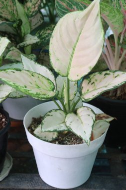 Aglaonema Süper Beyaz yaprak bitkisi kreşteki esrar satışı için nakit mahsuller. Hava arındırma, stres azaltma, Feng Shui geliştirme. Toksinleri, formaldehit ve benzeni havadan alıyor.