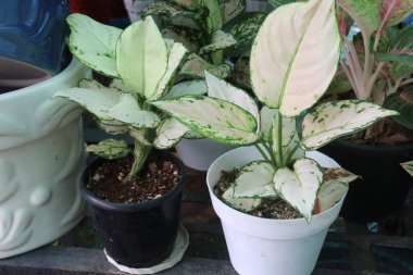 Aglaonema Süper Beyaz yaprak bitkisi kreşteki esrar satışı için nakit mahsuller. Hava arındırma, stres azaltma, Feng Shui geliştirme. Toksinleri, formaldehit ve benzeni havadan alıyor.