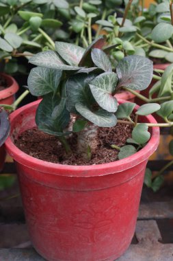 Kreşteki Euphorbia Francoisii yaprağı bitkisi satılık nakit mahsulleri. Euphorbiaceae familyasından bir bitki türü. Doğal habitatları subtropikal veya tropikal kuru ormanlardır.