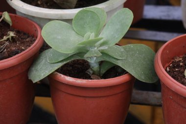 Kalanchoe thyrsiflora yaprağı ve fidanlıkta ot satılan bitkiler nakit mahsulleridir.