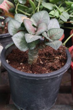 Kreşteki Euphorbia Francoisii yaprağı bitkisi satılık nakit mahsulleri. Euphorbiaceae familyasından bir bitki türü. Doğal habitatları subtropikal veya tropikal kuru ormanlardır.
