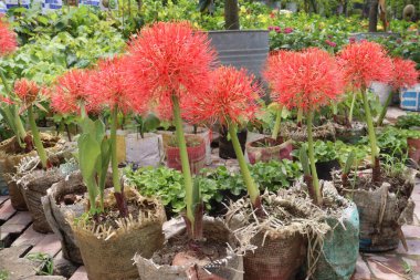 Çocuk odasındaki haemanthus bitkisi satılık nakit mahsulleri. Ampulü ateş, baş ağrısı gibi hastalıklara iyi gelir. Tedavi yeteneği mantar önleyici antibakteriyel özelliklere sahip alkaloidlerden kaynaklanıyor.
