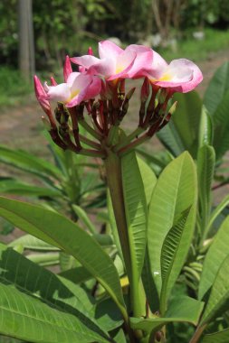 Red frangipani flower plant on nursery for sell are cash crops. are very fragrant, generally red pink or purple center rich with yellow. have anti-fertility, anti-inflammatory, antioxidant