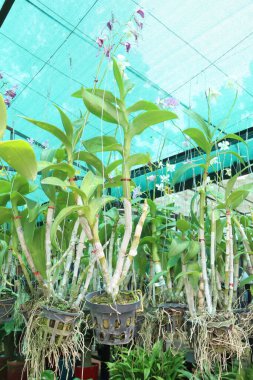 Brassolaeliocattleya orkide çiçeği, fidanlıkta asılı duran saksıda nakit ürünleri satar. Toksinleri emerek hava temizleyici olabilir. Biyolojik çeşitliliğe bahçe işlerinde terapi etkileri