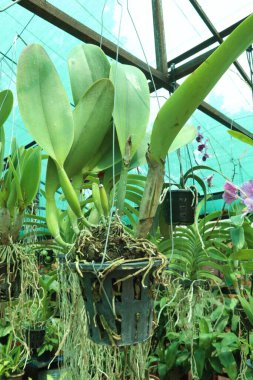 Brassolaeliocattleya orkide çiçeği, fidanlıkta asılı duran saksıda nakit ürünleri satar. Toksinleri emerek hava temizleyici olabilir. Biyolojik çeşitliliğe bahçe işlerinde terapi etkileri