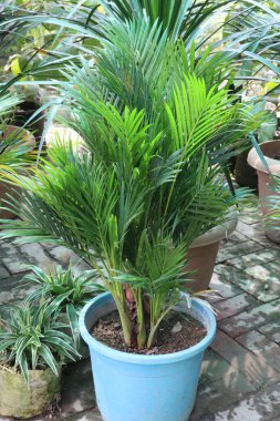 Bebek odasında satılmak üzere esrar üzerine konmuş kristal Luten yaprakları nakit mahsuldür. Hava temizleyebilir, oksijeni arttırabilir, ev içi nemi geliştirebilir, modern dekor kutsayabilir, alerjiyle savaşabilir.,