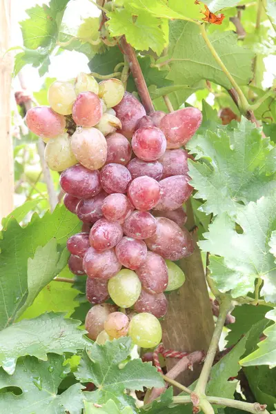 Çiftlikteki ağaçtaki lezzetli ve sağlıklı üzüm hasadı nakit mahsulüdür.